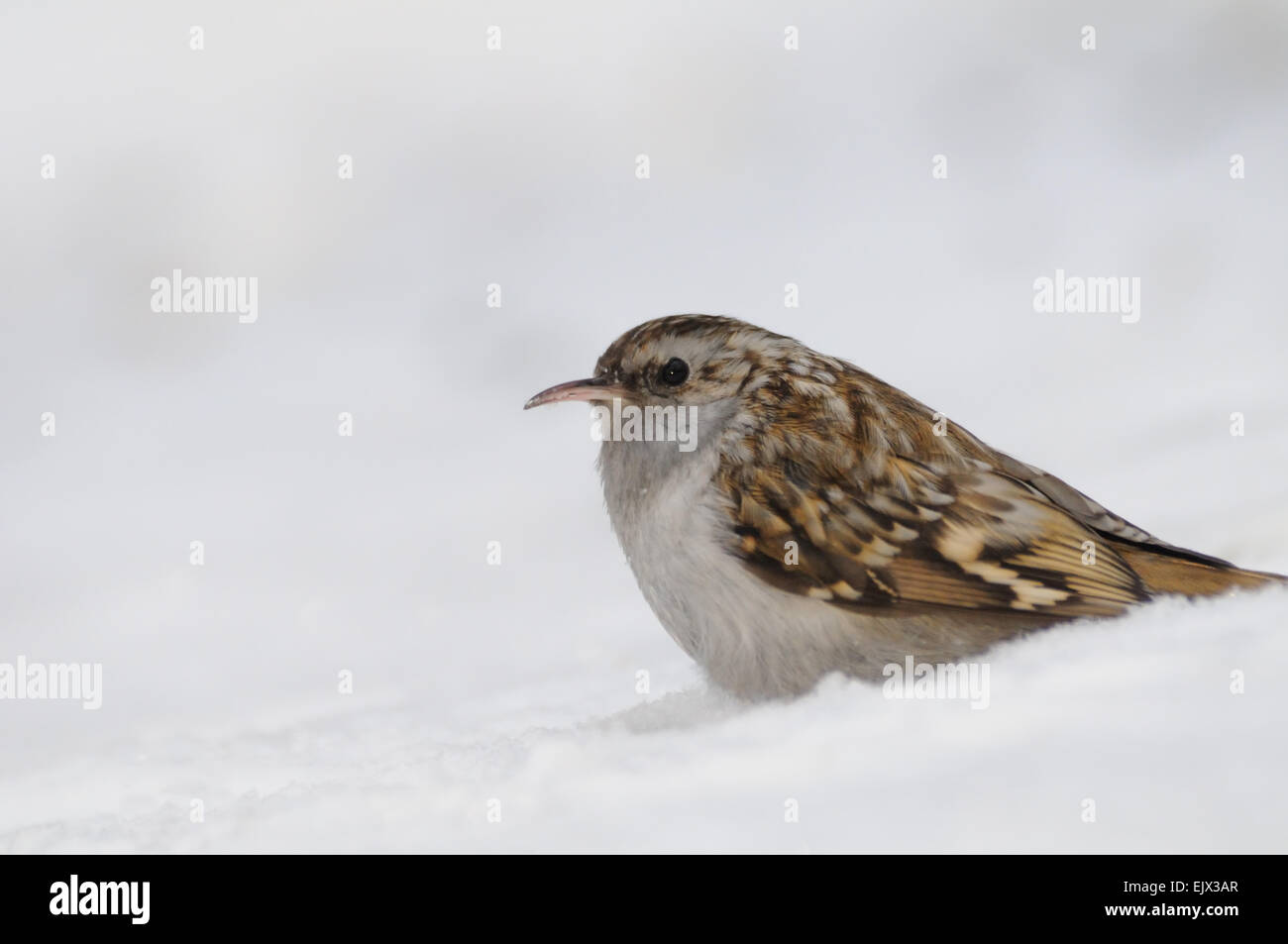 Bruant des neiges en Eurasie Banque D'Images