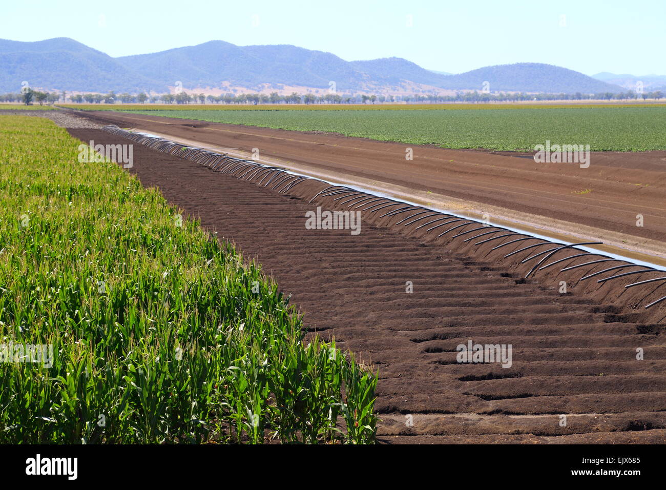 Un fossé de l'irrigation sur "Breeza Station', Breeza. C'est bordé par le projet de mine de charbon Shenhua Filigrane. Banque D'Images