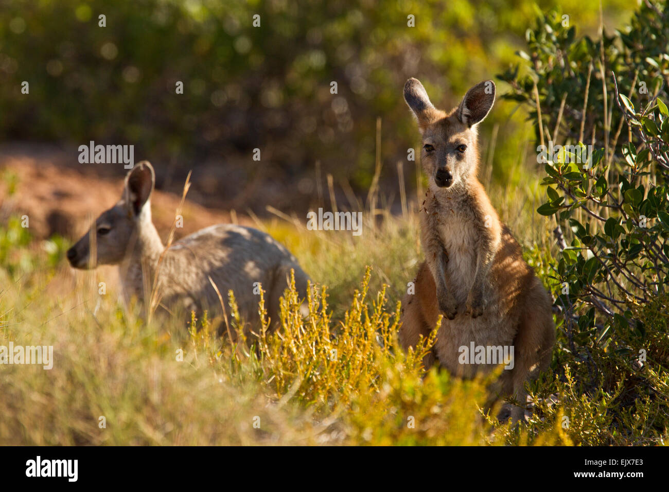 Des wallaroos communs (Macropus robustus) dans le parc national de Cape Range, Australie occidentale Banque D'Images