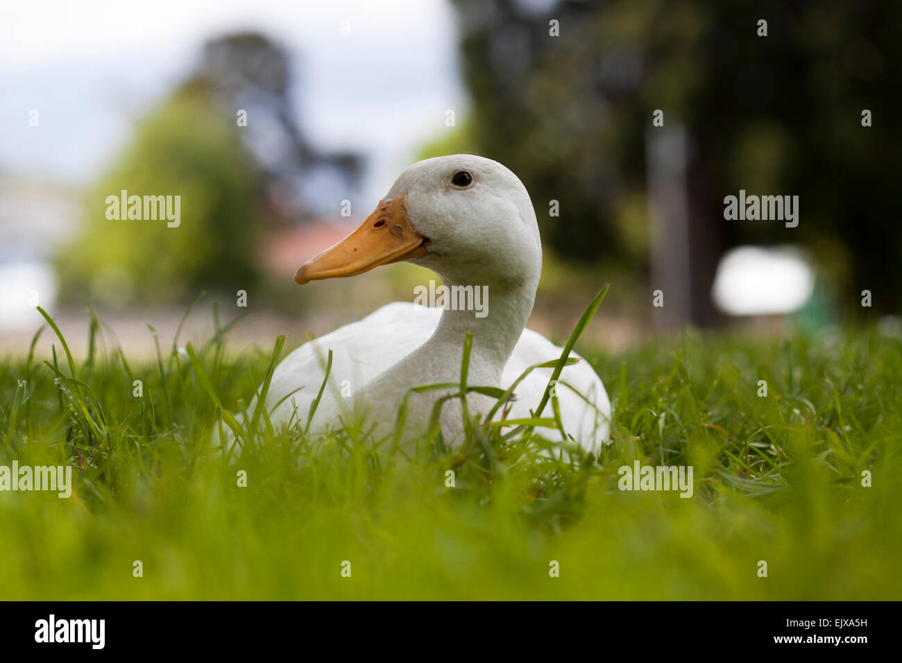 Canard blanc assis dans l'herbe verte Banque D'Images