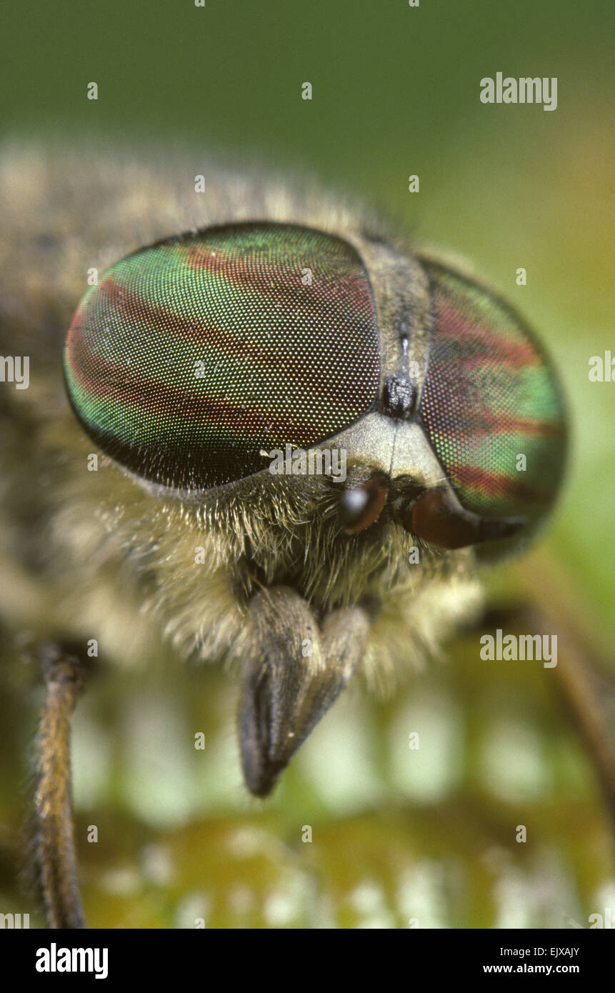 Close up of Horse-fly eyes Banque D'Images