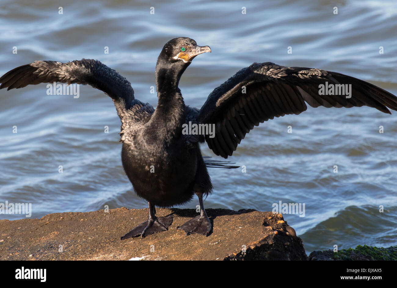 Cormoran vigua (Phalacrocorax brasilianus) cormortant humide séchage des plumes sur un rocher, Galveston, Texas, États-Unis Banque D'Images
