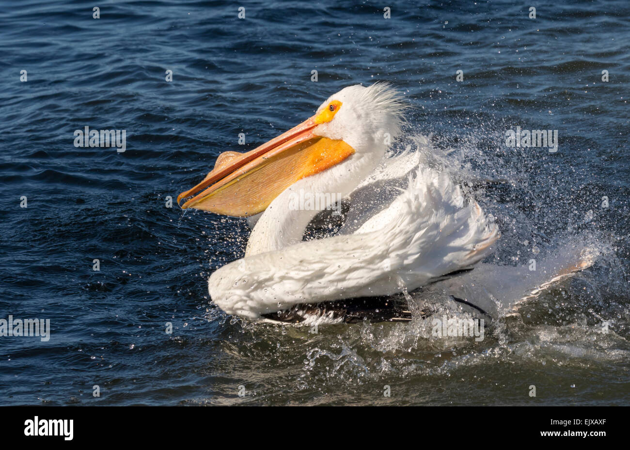Pélican blanc (Pelecanus erythrorhynchos) prise de baignoire, Galveston, Texas, États-Unis. Banque D'Images