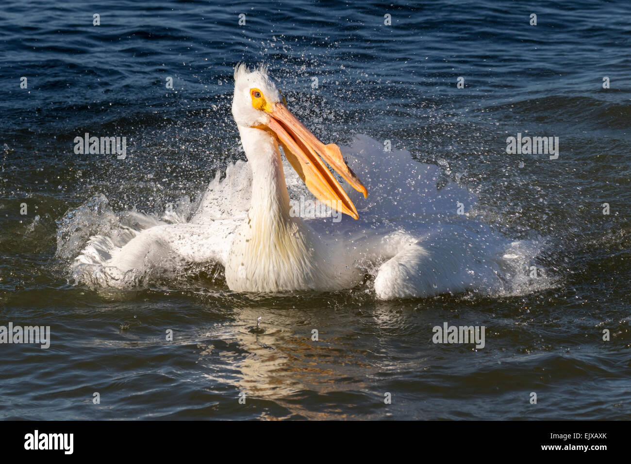 Pélican blanc (Pelecanus erythrorhynchos) prise de baignoire, Galveston, Texas, États-Unis. Banque D'Images