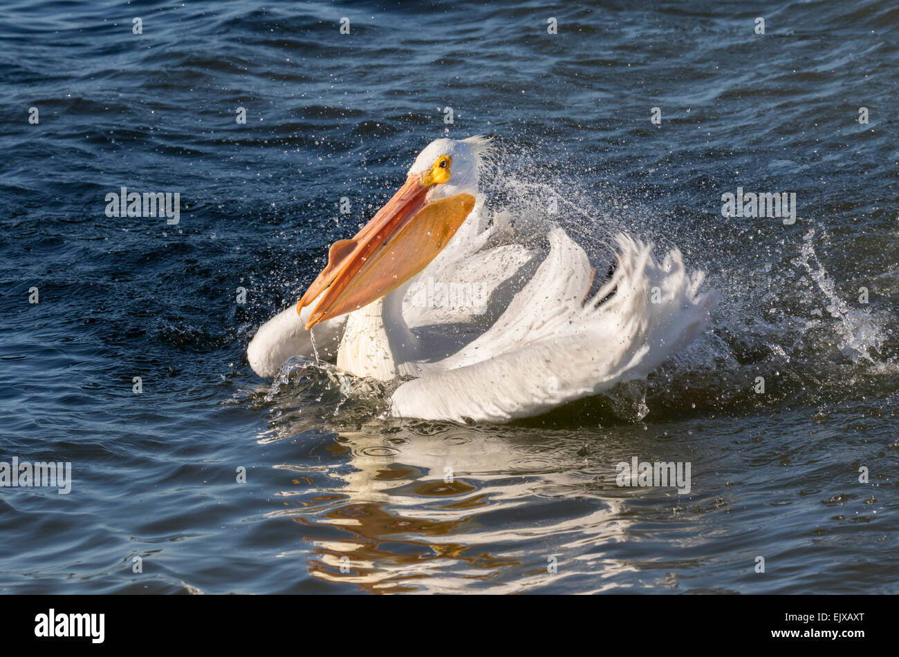 Pélican blanc (Pelecanus erythrorhynchos) prise de baignoire, Galveston, Texas, États-Unis. Banque D'Images