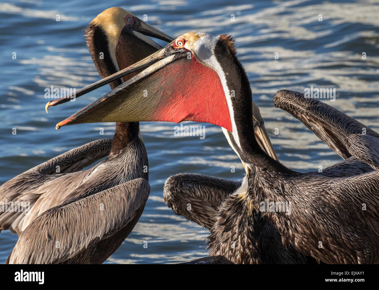 Le Pélican brun (Pelecanus occidentalis), Pacific formulaire avec sac rouge vif, combats, Galveston, Texas, États-Unis. Banque D'Images