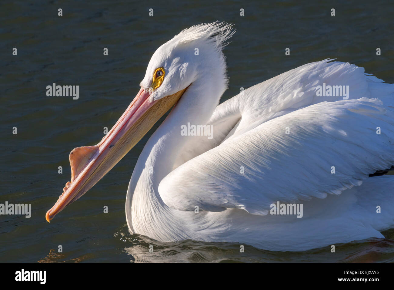 Pélican blanc (Pelecanus erythrorhynchos) en plumage nuptial avec grande excroissance de la peau sur le bec, Galveston, Texas. Banque D'Images