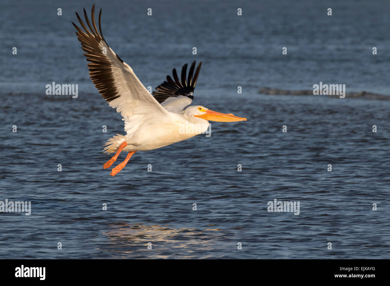 Pélican blanc (Pelecanus erythrorhynchos) volant au-dessus de l'océan dans la matinée, Galveston, Texas, États-Unis. Banque D'Images
