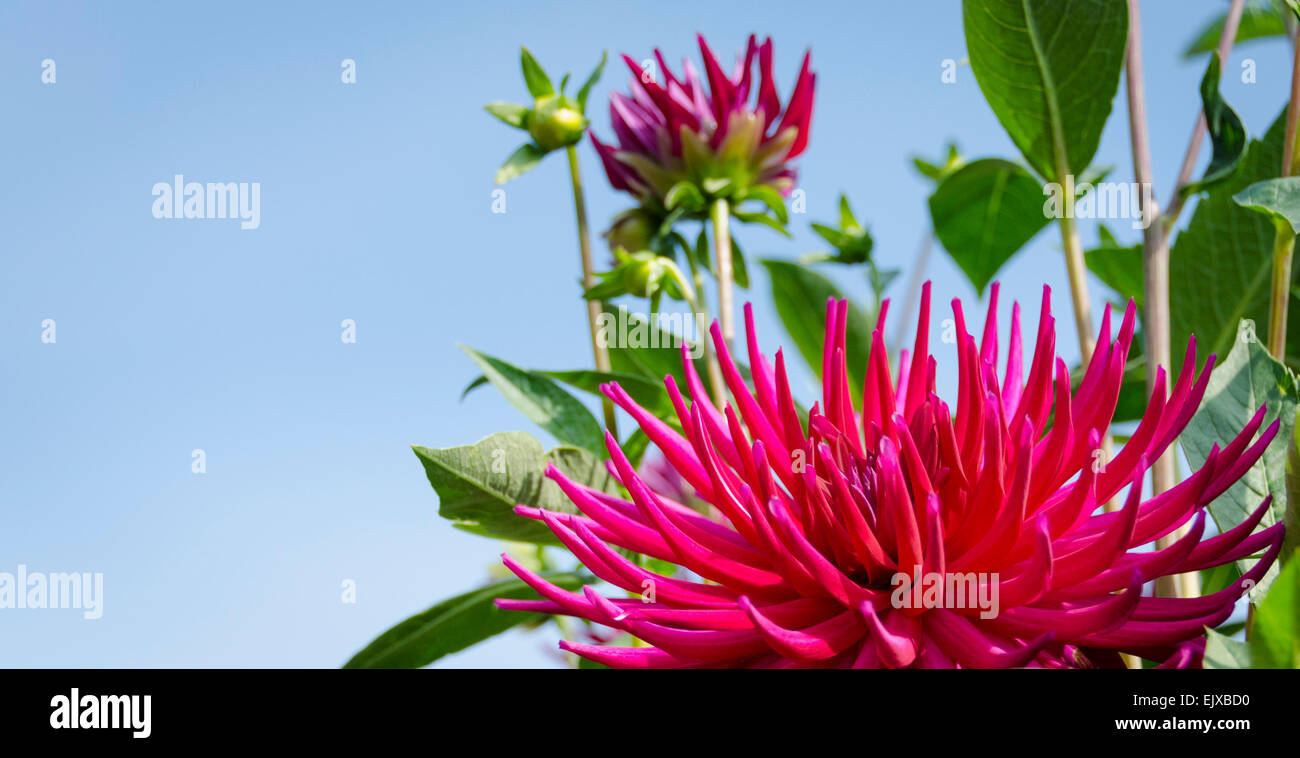 Jusqu'à vers un ciel bleu à travers un groupe de pétales hérissés rose vif dahlias en croissance à un jardin. Banque D'Images