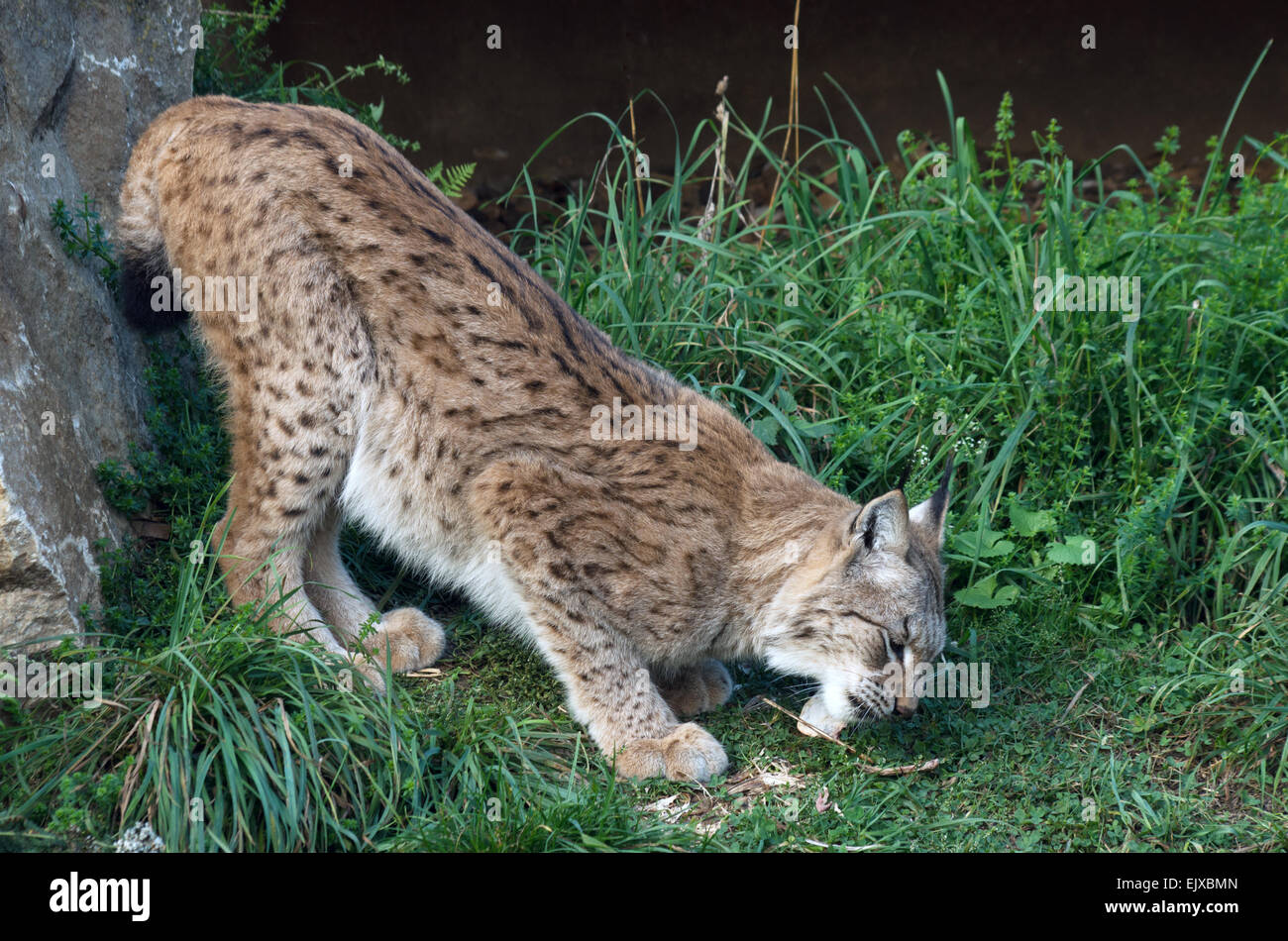 Felis lynx, Lynx, Banque D'Images