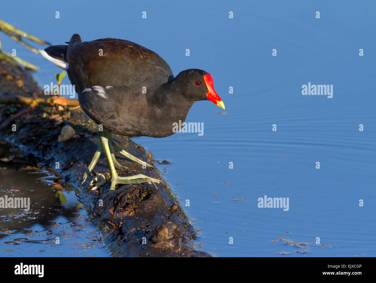 (Gallinula galeata gallinule commune) dans un marais contre l'eau calme sous ciel bleu, Brazos Bend State Park, besoin Banque D'Images