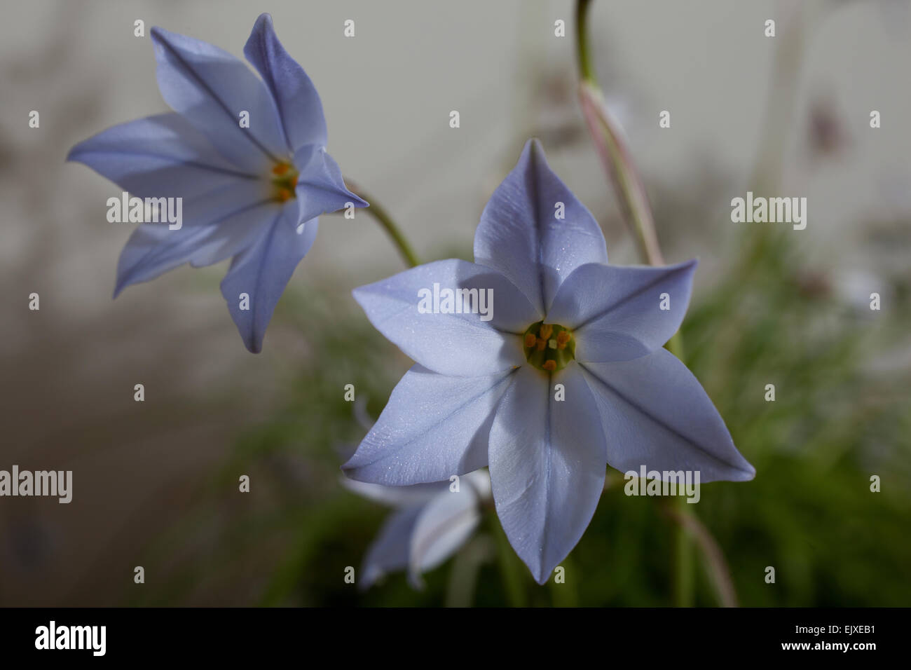 Petite fleur bleu / Lilas appelé Ipheion uniflorum n bleu et de plus en plus judicieusement faible floraison légèrement parfumée à la fin de l'hiver / printemps Banque D'Images