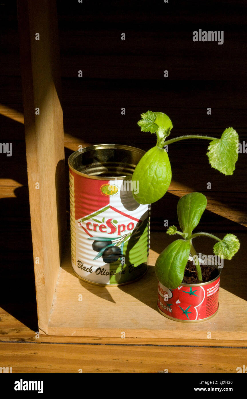 Préserver les bidons utilisés comme pots pour plantes de pépinière de courgettes Banque D'Images