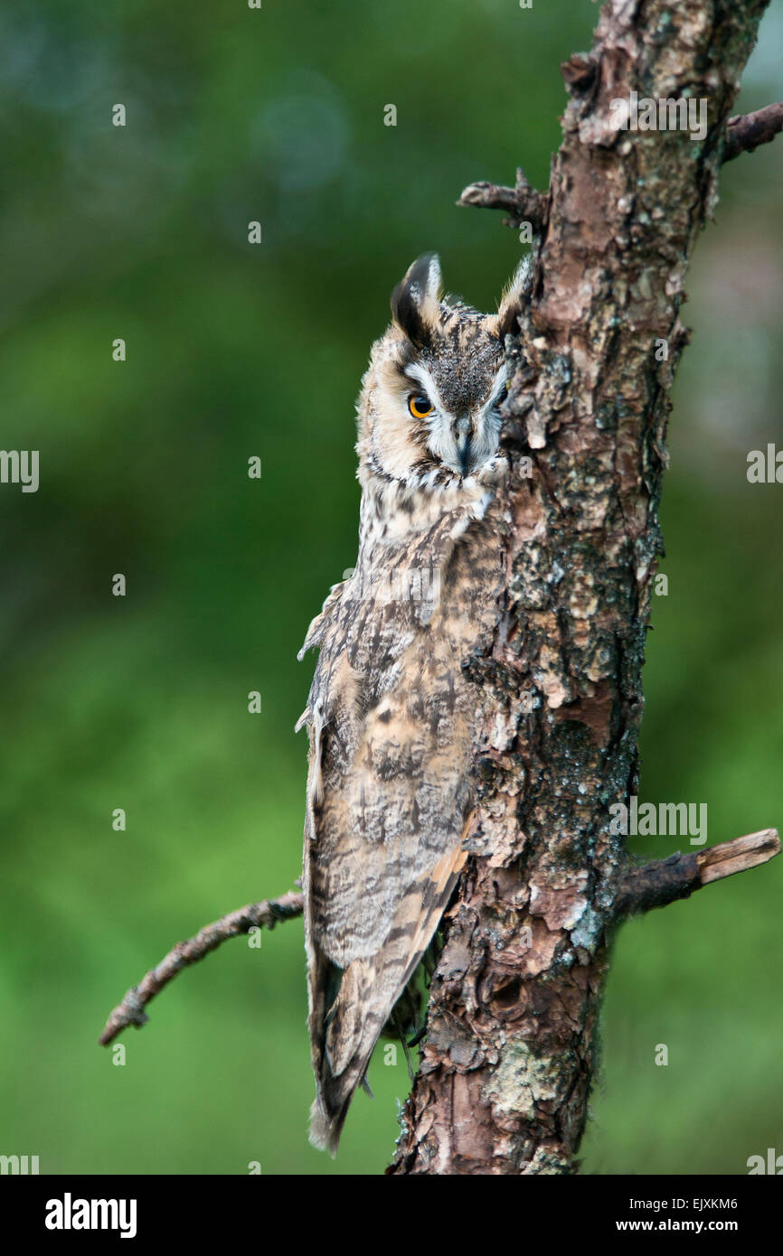 Hibou moyen long. ( Asio otus.) se cachant dans arbre. Banque D'Images