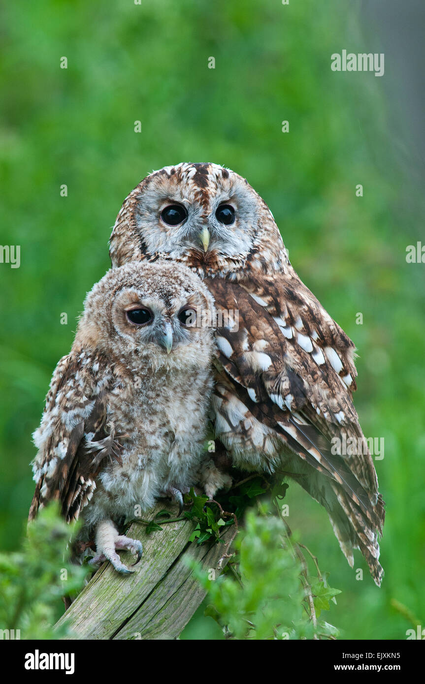 Chouette hulotte et les jeunes. ( Strix Aluco enr.) Banque D'Images