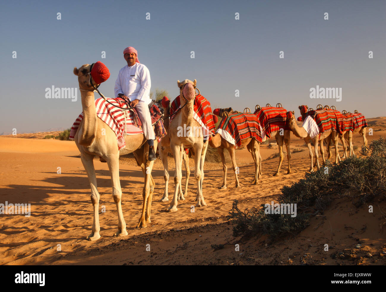 Caravane De Chameaux Avec A L Avant Bedouins Du Desert De Dubai Photo Stock Alamy Caravane De Chameaux Avec A L Avant Bedouins Du Desert De Dubai Photo Stock Alamy