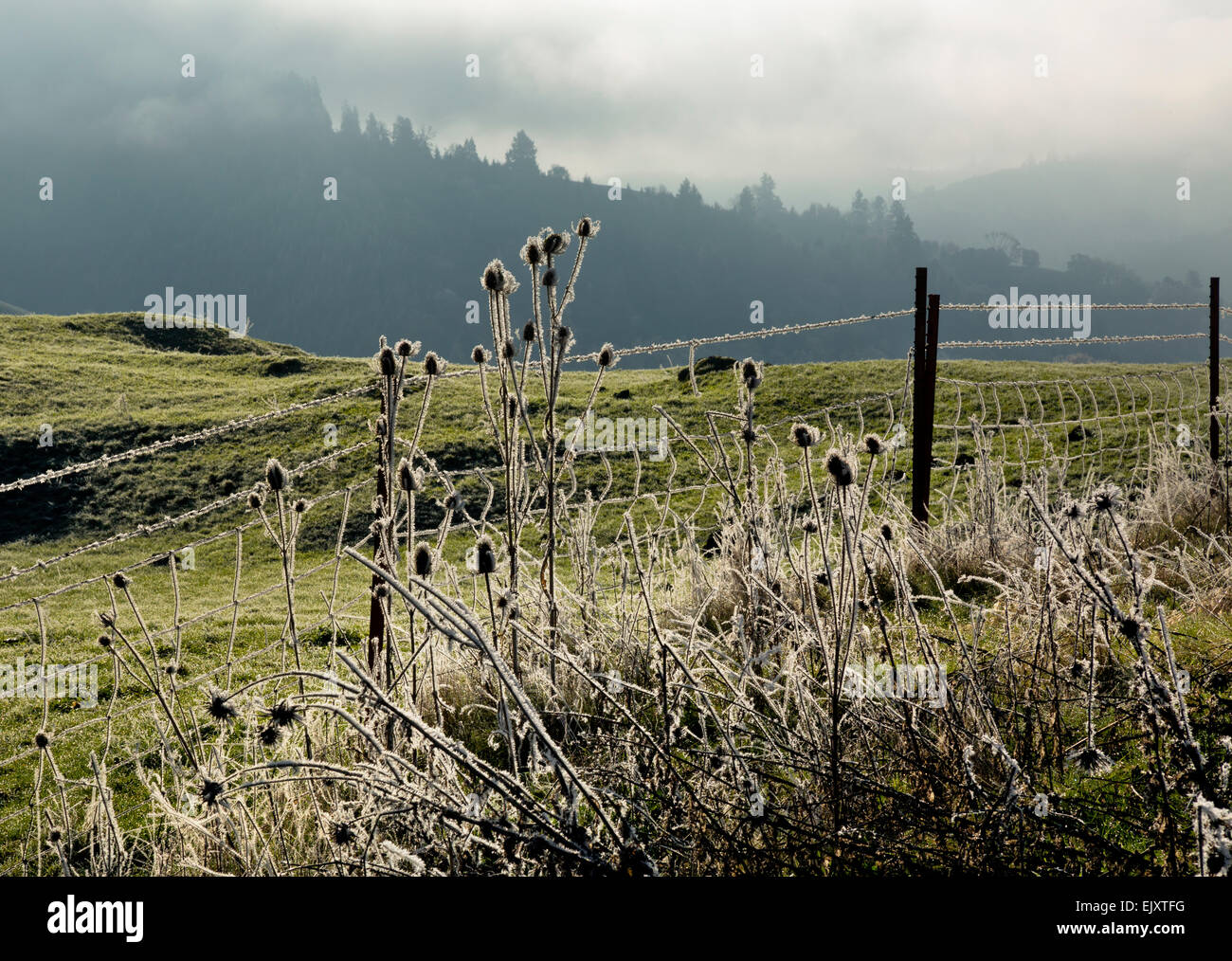 Ou02090-00...OREGON - Frost couvertes de chardons le long d'une clôture de barbelés dans l'embranchement nord de la rivière Umpqua Valley. Banque D'Images