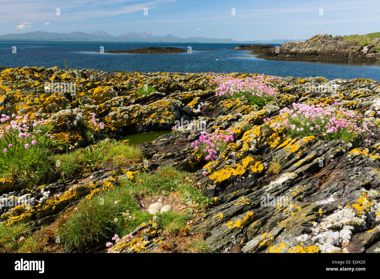 Les oeufs d'oies et nichent à terre avec l'épargne gigha hébrides sud Banque D'Images