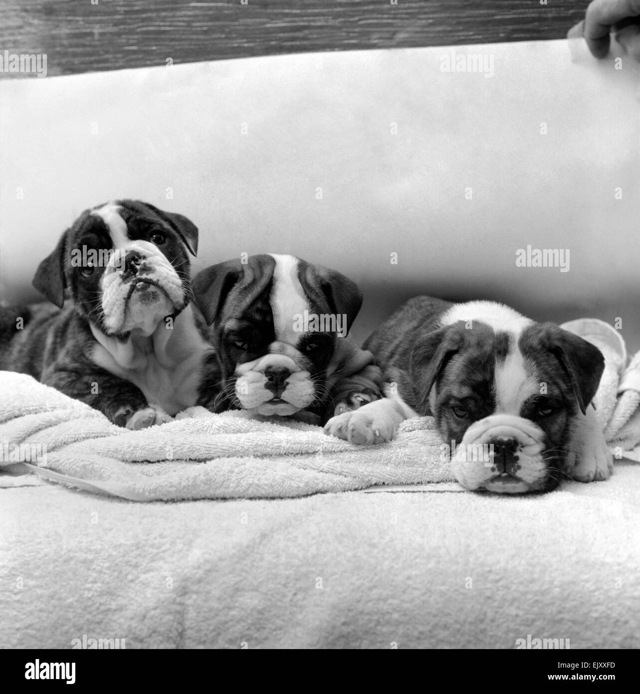 M. Alan J., Hardwicke a West End solliciteur, sortit de Thames Magistrates Court cet après-midi (mercredi) avec un chiot Boxer. Le chiot avait été cruellement traités et a été l'objet d'une accusation. Lorsque la disposition du chien a été examiné M. Alan J. Hardwicke a dit que sa fille Barbara âgés de 13 ans a été de me demander pour un chiot Boxer pendant des mois et qu'il lui donnerait le chien un bon accueil. Le chien assis de contentement en attente de son nouveau maître de prendre sa maison à sa fille Barbara. Janvier 1957 J0254-002 Banque D'Images