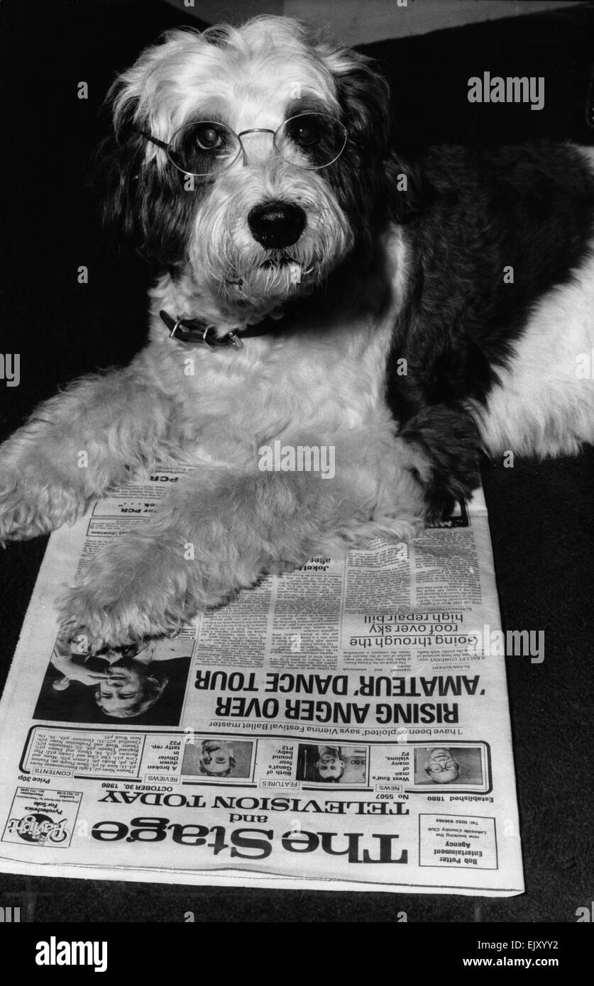 Shaggy Sacquet, star de West End Musical, 42e Rue, qui a été remplacé par un caniche. 2e novembre 1988. Banque D'Images