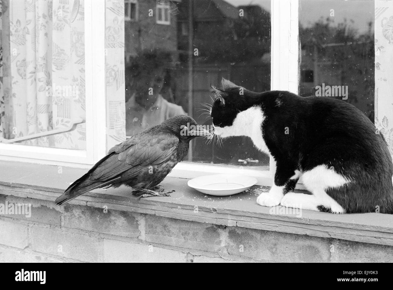 Crow et Pet cat partager une soucoupe de lait sur un rebord de fenêtre. Banque D'Images