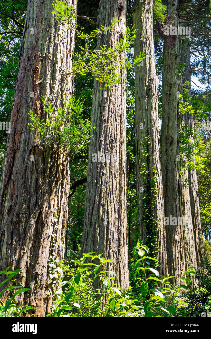 Détail de quelques arbres redwood vu aux ETATS UNIS Banque D'Images
