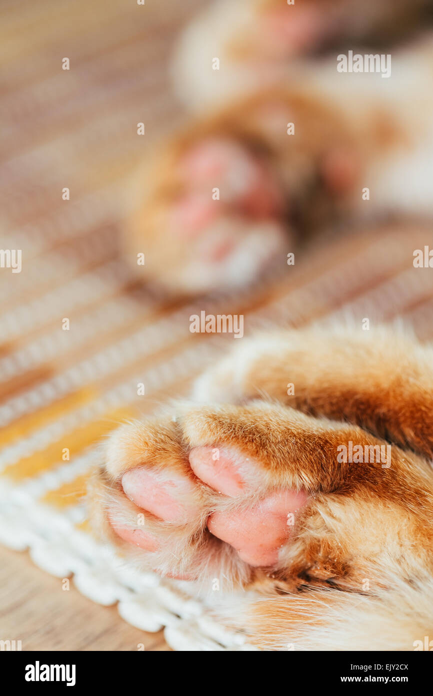 Close Up Coussinets de réunion pacifique Orange Rouge Cat Kitten Banque D'Images