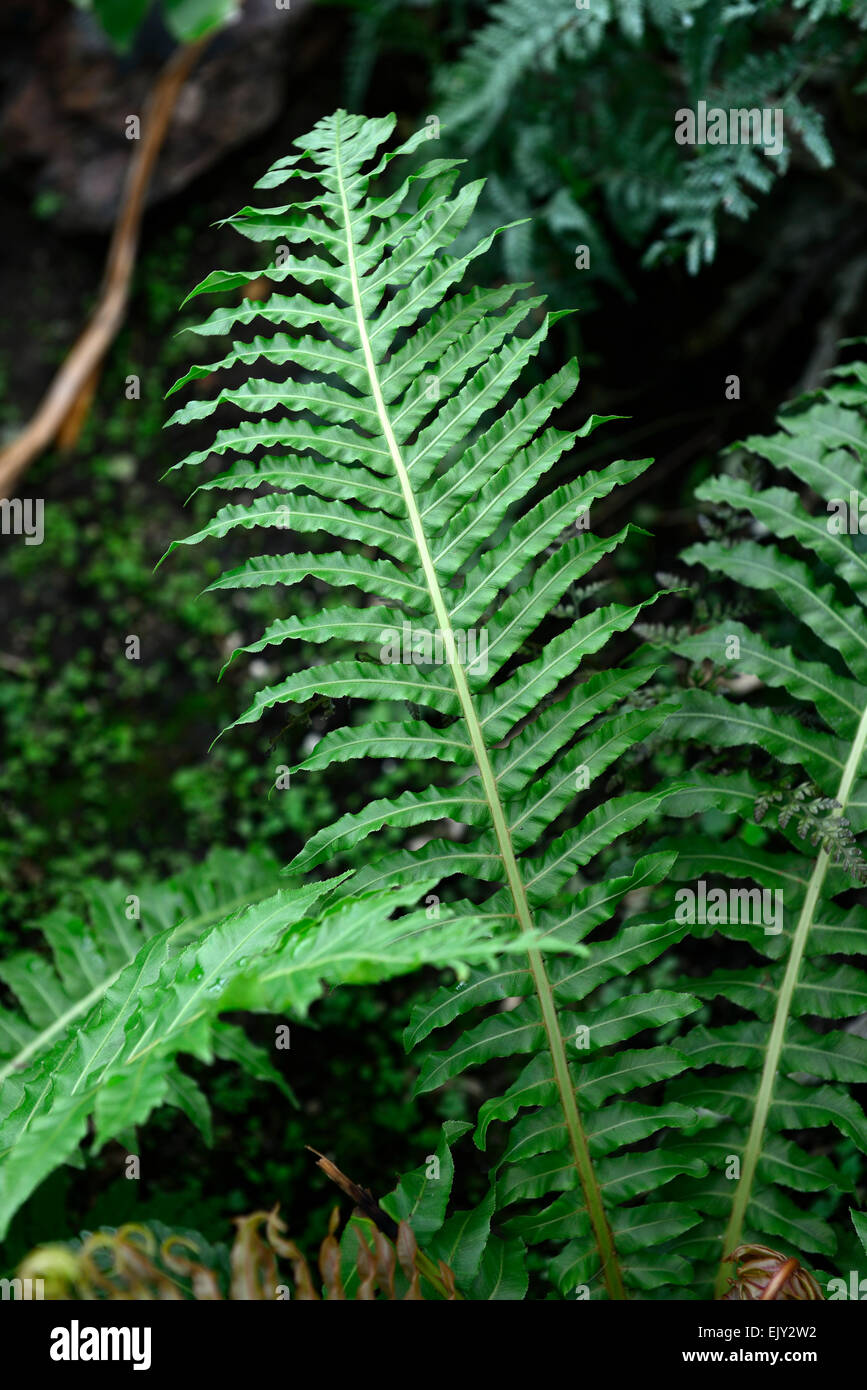 Fougères fougère blechnum brasiliense feuillage vert feuilles feuille de fougère arbre brésilien naine rouge Floral frondes fronde RM Banque D'Images