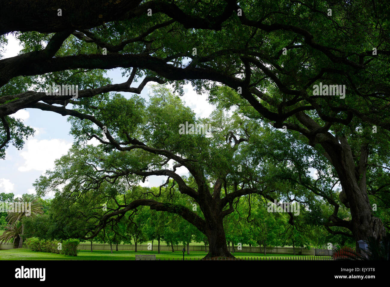 Laura plantation créole Antebellum historique virginie chênes vivent Vacherie New Orleans Louisiane RM USA Banque D'Images
