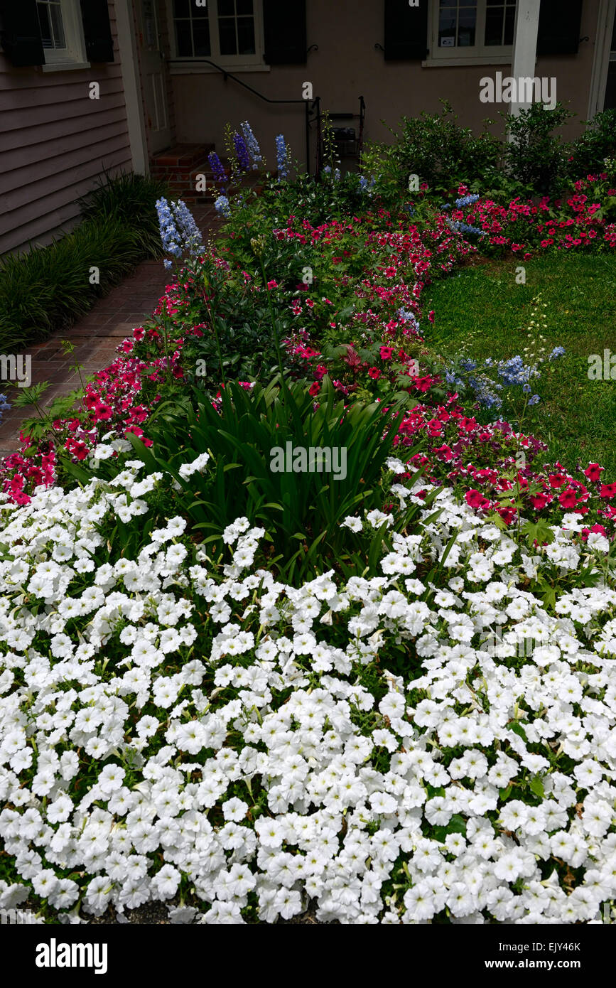 Pétunia fleur literie afficher affiche blanc rouge jardin la plantation d'Oak Alley Louisiane Floral RM Banque D'Images