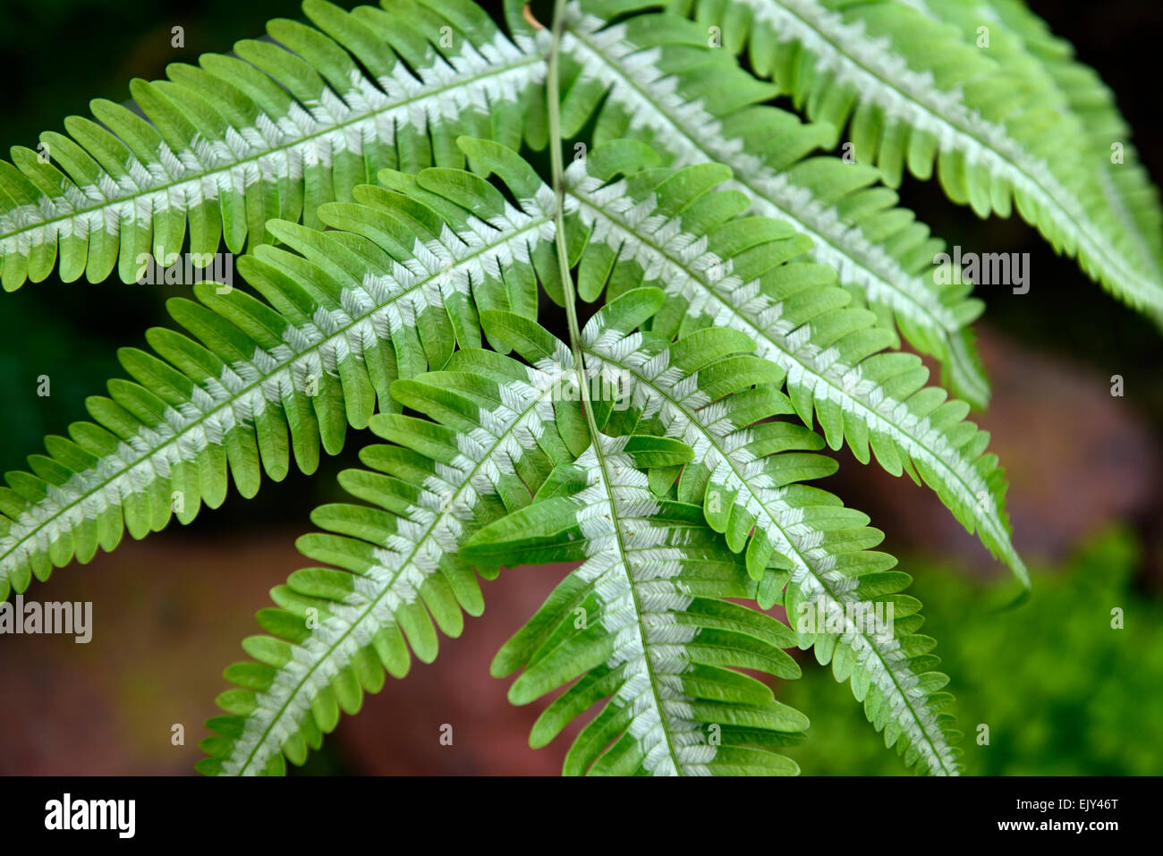Fougère pteris argyraea feuille feuilles panachées Silver ferns Selective Focus Gros plan de feuilles vert Floral RM Banque D'Images