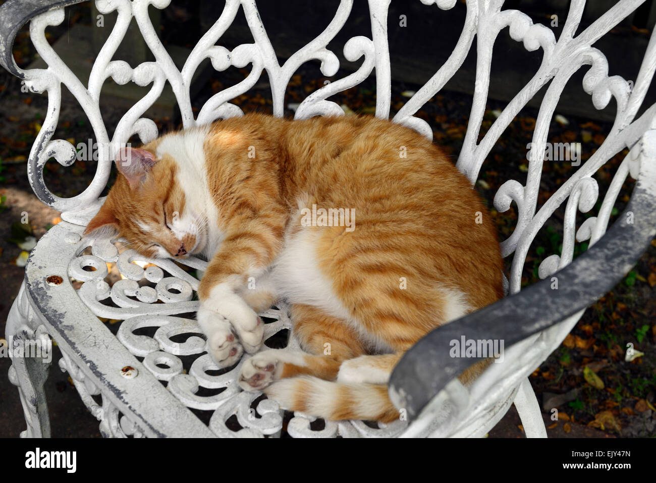 Marmelade de gingembre cat endormi couché blanc fer forgé chaise en métal meubles de patio ombragé Floral RM Banque D'Images
