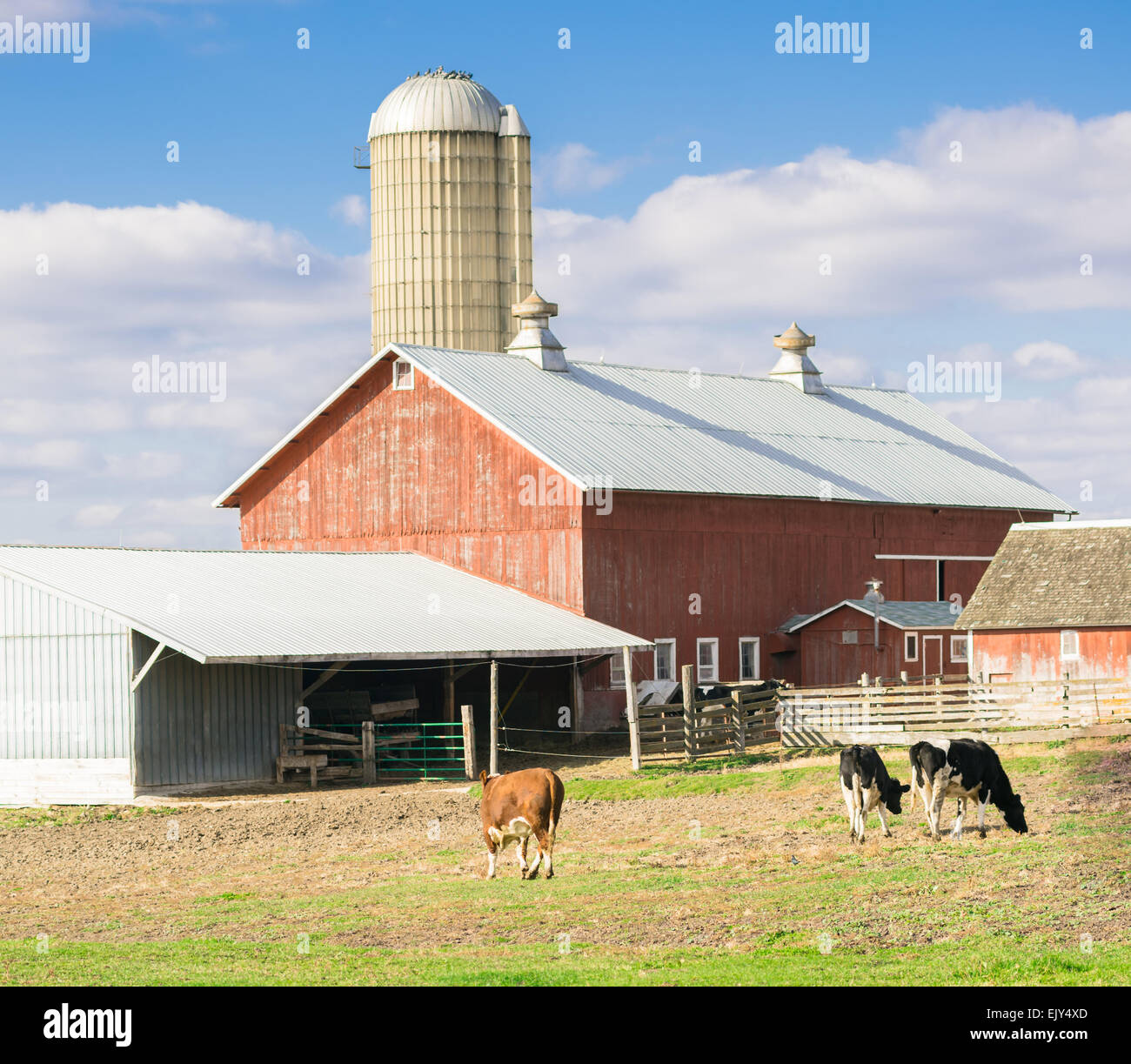 Angus cow le pâturage, dans la région des prairies et sont élevés pour le lait et la viande bovine Banque D'Images