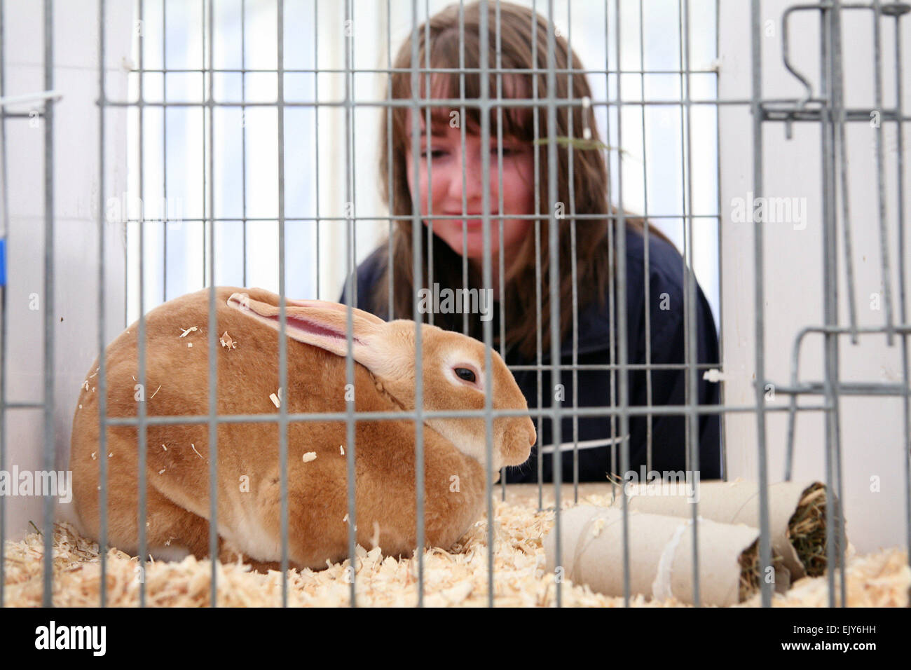 Le Cheshire Show 2008. Un lapin dans une cage Photo : Chris Bull Banque D'Images