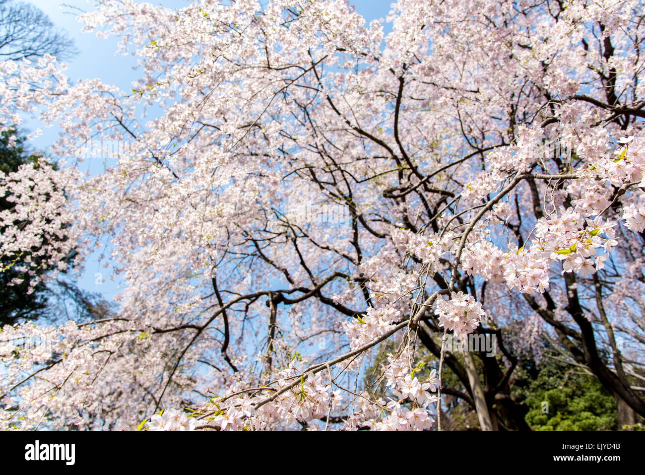 Fleur de cerisier pleureur,jardin,Rikugien Bunkyo-Ku,Tokyo,Japon Banque D'Images