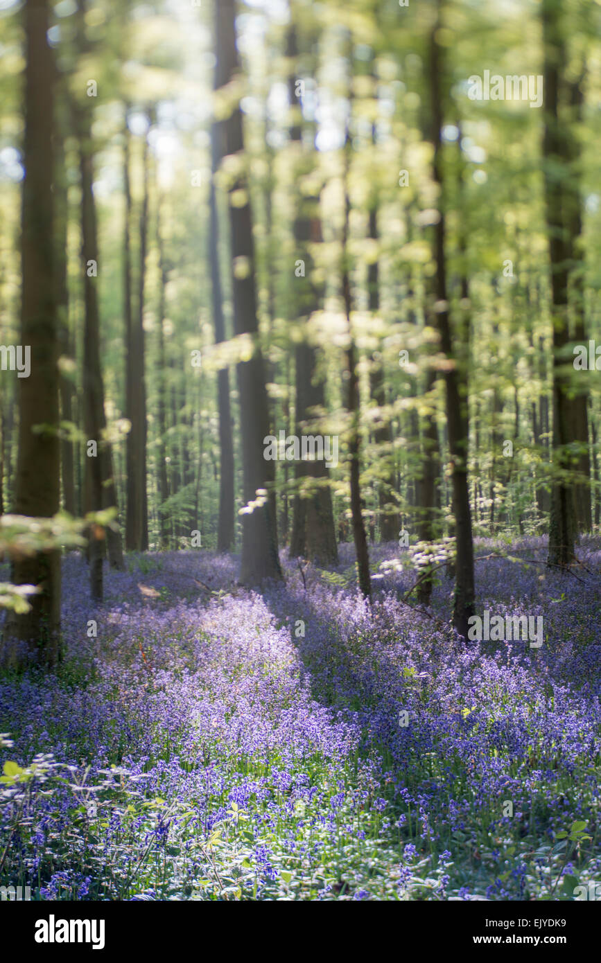 En bois Bluebell Hallerbos, Belgique au printemps Banque D'Images