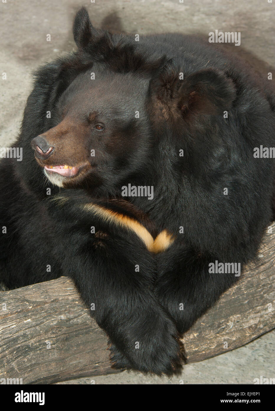 Ours de l'himalaya.(Ursus thibetanus).Europe.L'Ukraine.Kharkov.zoo. Banque D'Images