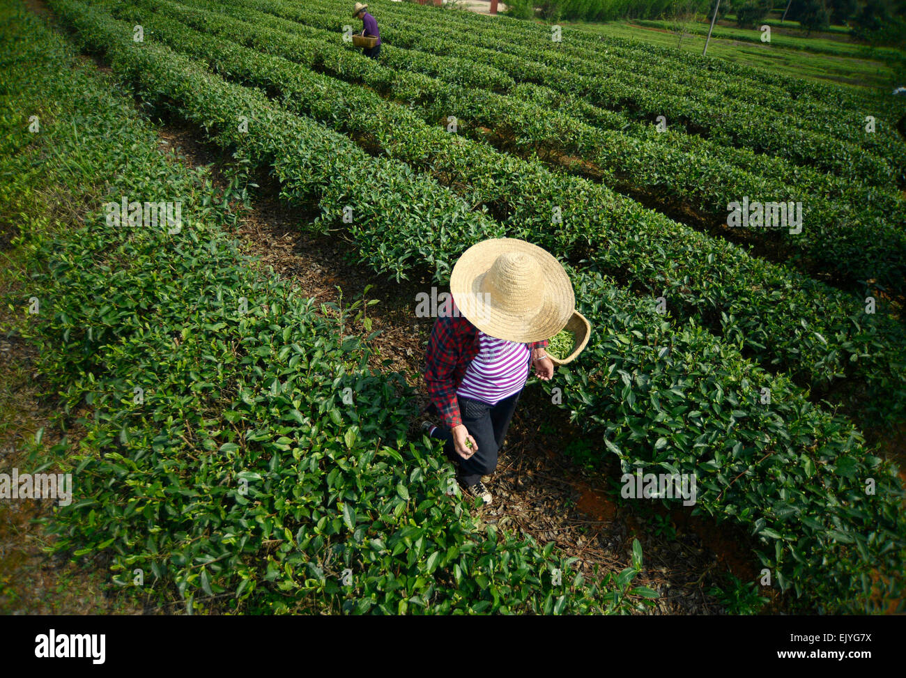 Shanghai, Chine, province du Hunan. 3ème apr 2015. Un plateau agriculteur ramasse feuilles de thé fraîches à Huatang Canton de Chenzhou City, province du Hunan en Chine centrale, le 3 avril 2015. Plateau les agriculteurs sont occupés à ramasser les feuilles de thé avant le Festival Qingming, qui tombe le 5 avril cette année, comme le plateau de cette période de temps est considéré d'avoir un meilleur goût. Crédit : Li Ke/Xinhua/Alamy Live News Banque D'Images