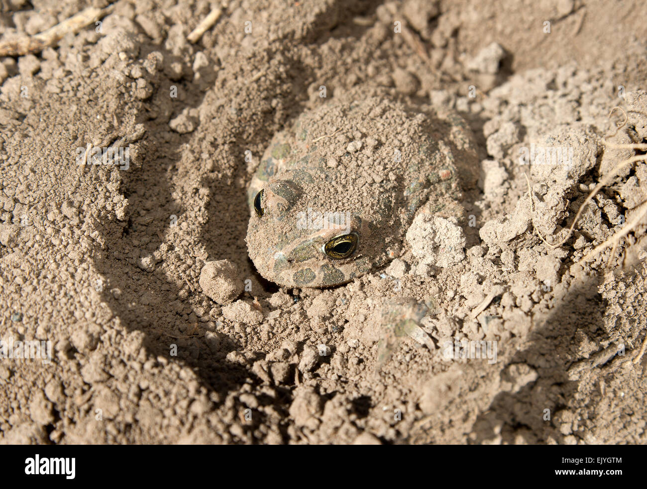 Le crapaud vert (Bufo viridis).Europe.L'Ukraine.Région de Kharkiv. Banque D'Images