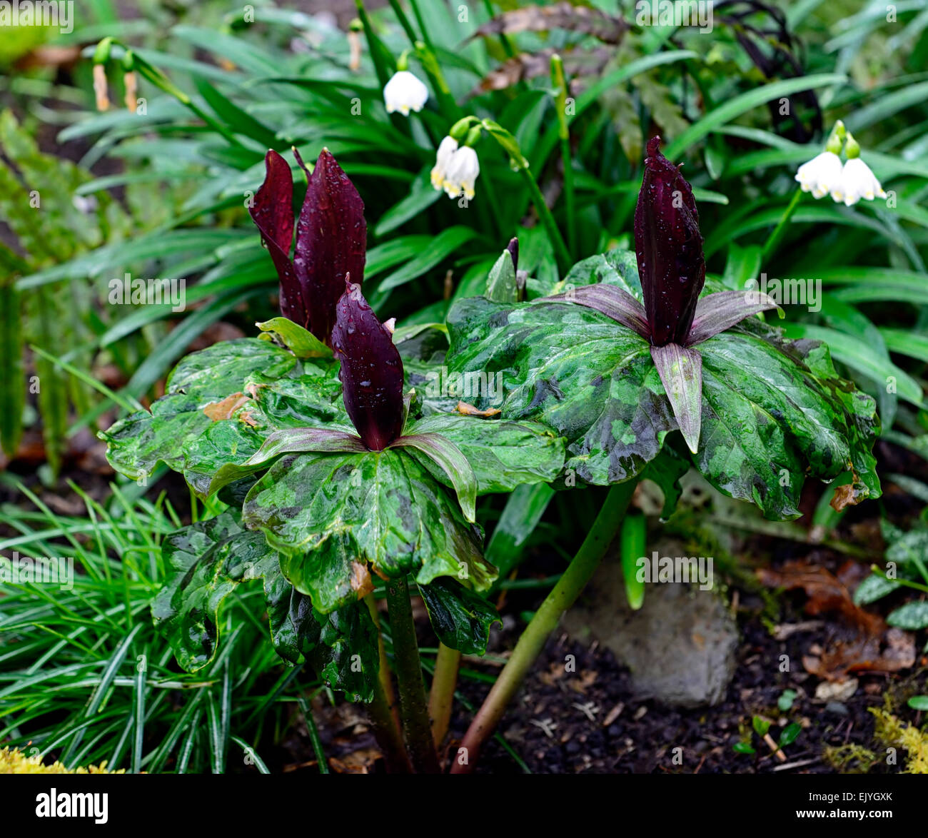 Réseau Trillium kurabayashii rouge pourpre fleur fleurs printemps ombragé ombré ombre bois fleur fleurs couleur printemps Floral RM Banque D'Images
