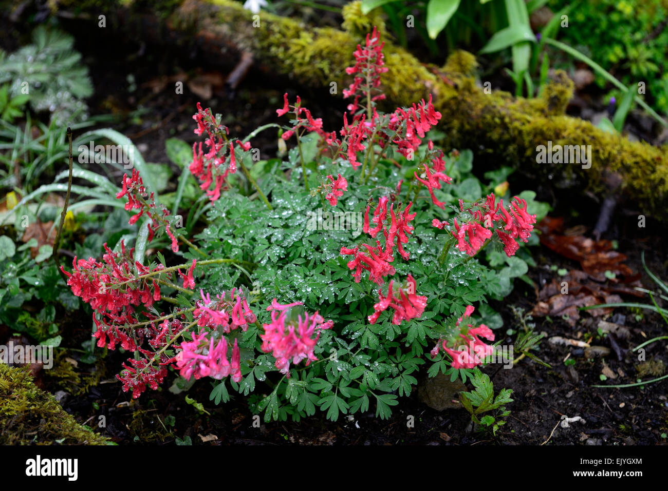 Corydalis solida George Baker les fleurs rouges bouquet de fleurs fleurs de printemps formant bois ombre ombre ombre Floral RM Banque D'Images