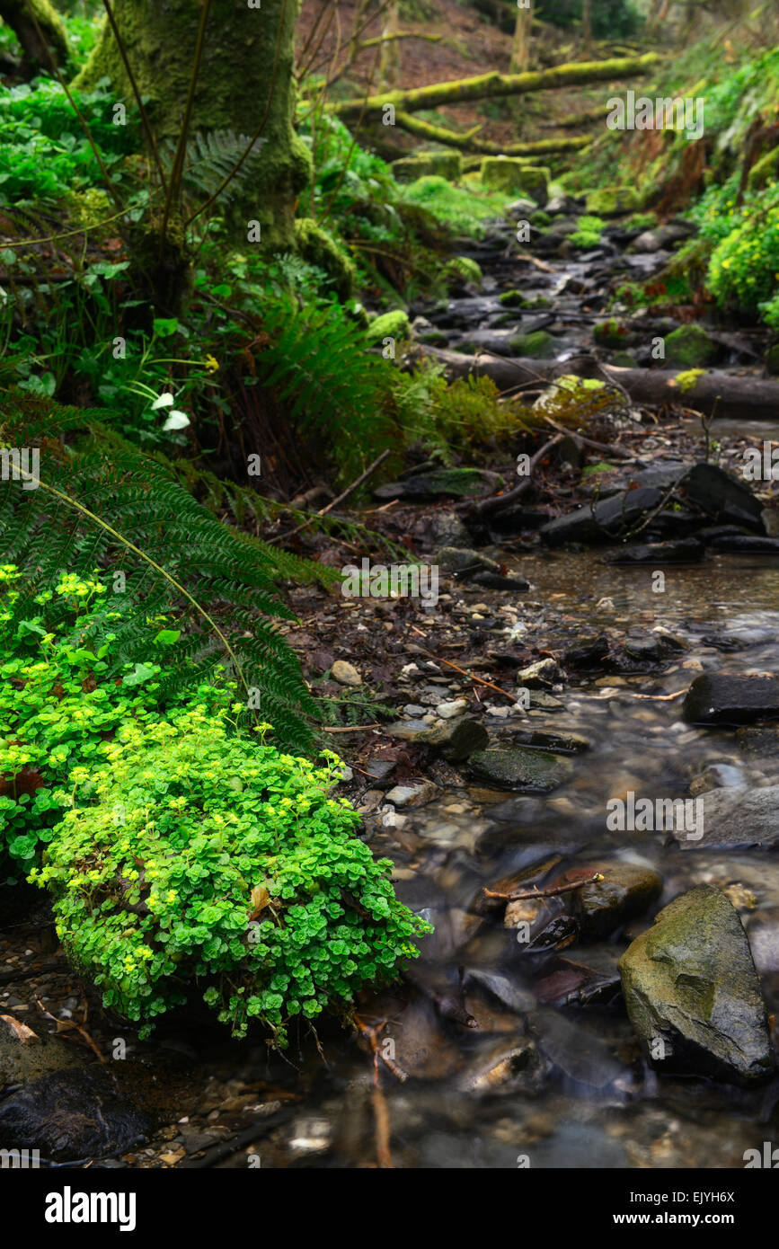 Bois de purge Euphorbia amygdaloides wicklow stream Spring RM Floral Banque D'Images