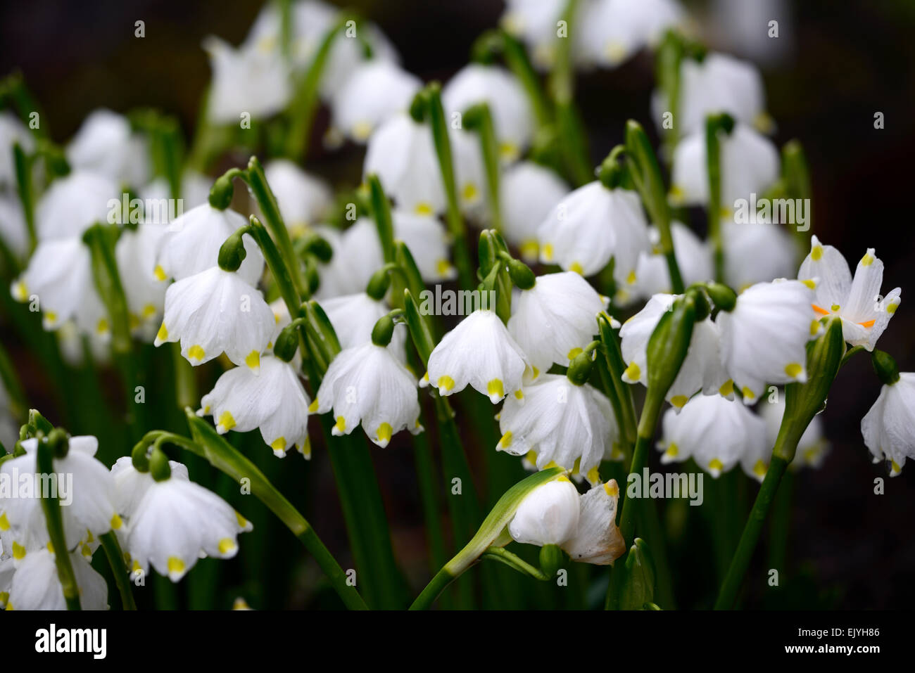 Leucojum vernum flocon de neige de printemps fleurs fleur bouquet fleur blanche formant la forme en forme de cloche Fleurs RM Banque D'Images