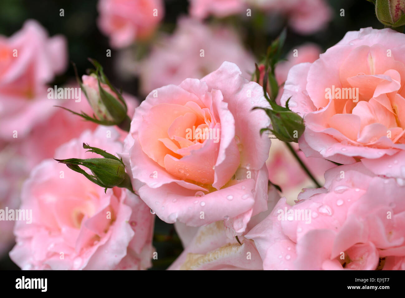 Gunsei Rose Coloma rose garden Banque de photographies et d’images à haute ...