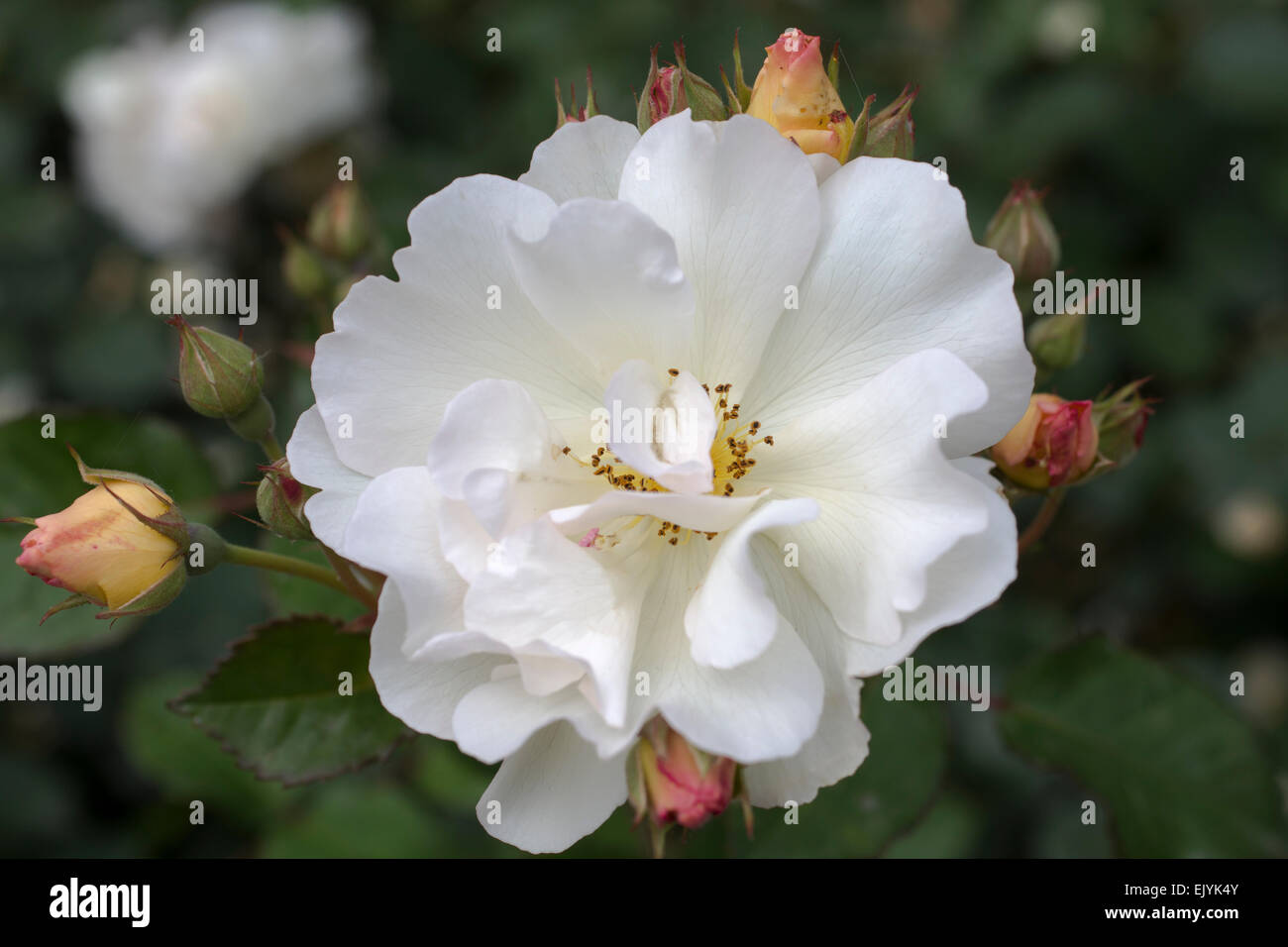 Rosa Penelope, arbuste rose Banque D'Images