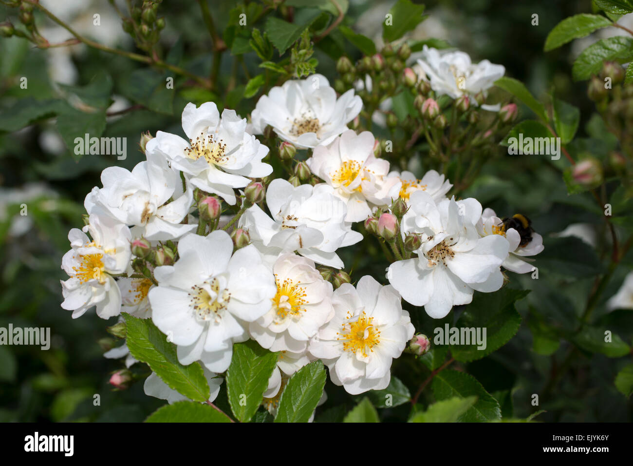 Rosa, Flash rose arbuste blanc Banque D'Images