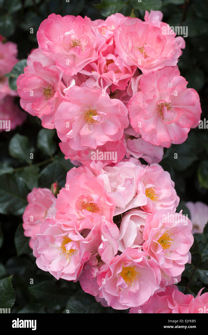 Rosa Jacky's favorite, rosier arbustif Banque D'Images