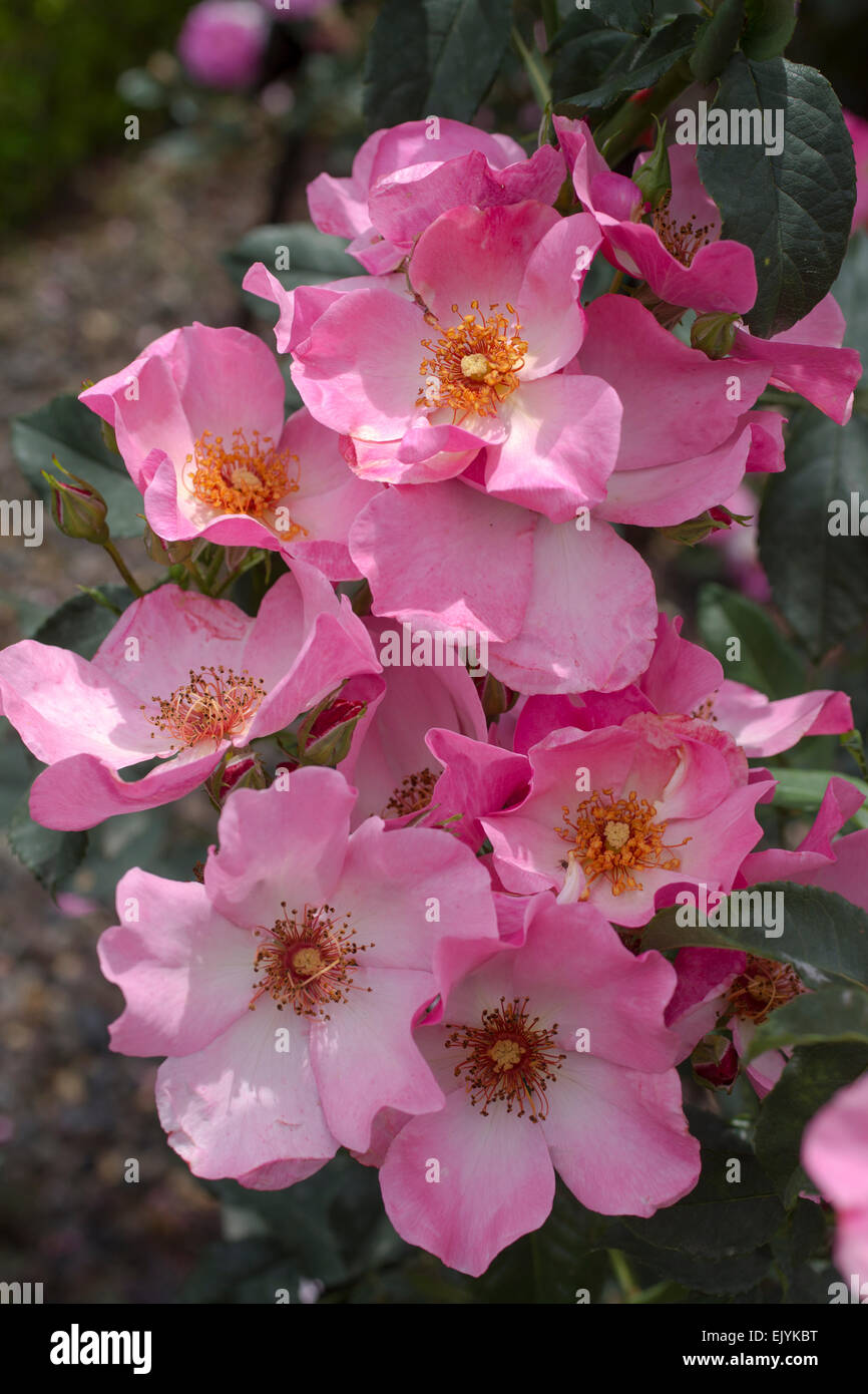 Rosa, la tendresse Dainty rose arbuste Banque D'Images