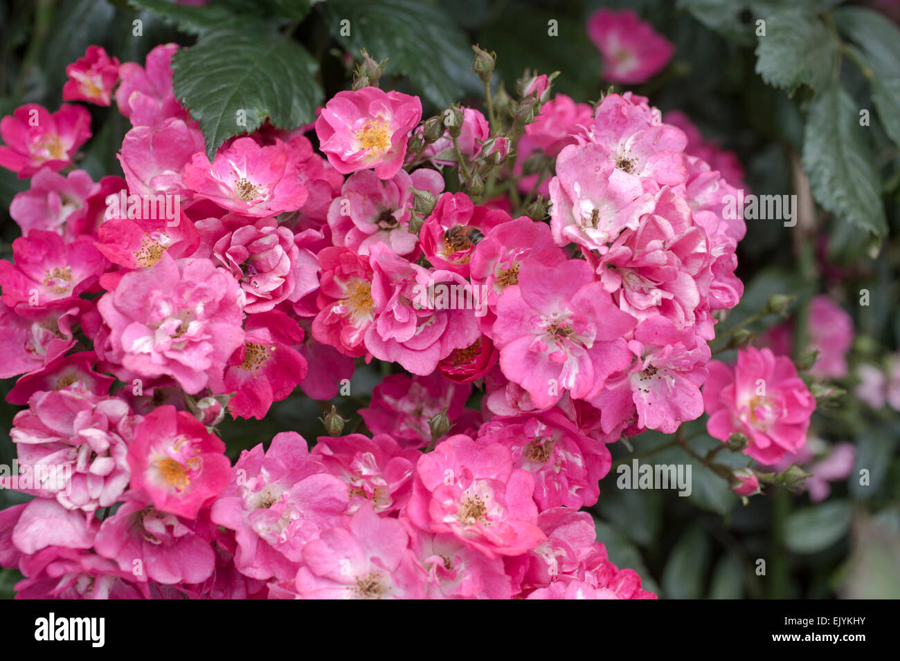 Rosa, rose rose arbuste ligneux Banque D'Images