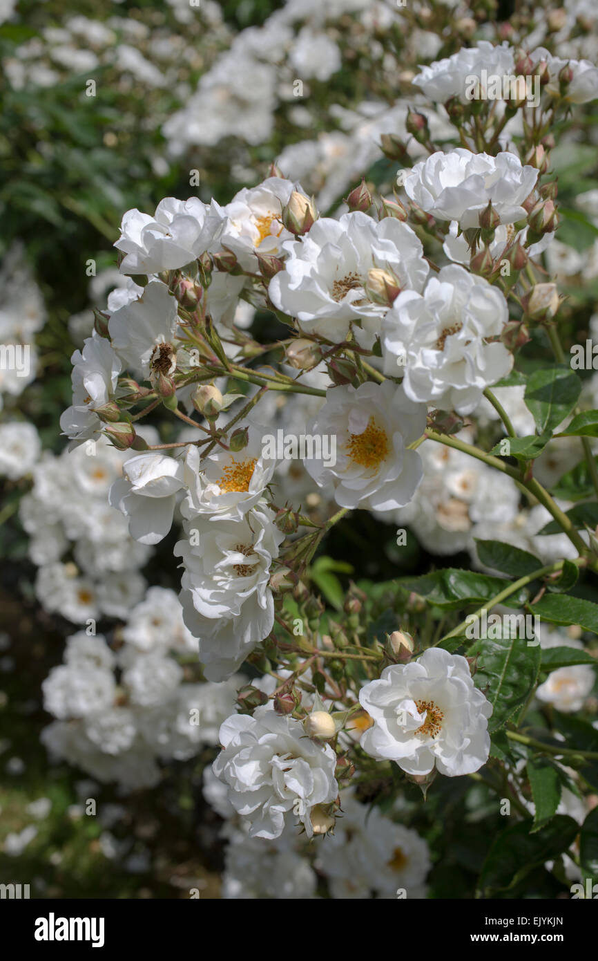 Rosa Poesie, arbuste blanc rose Banque D'Images